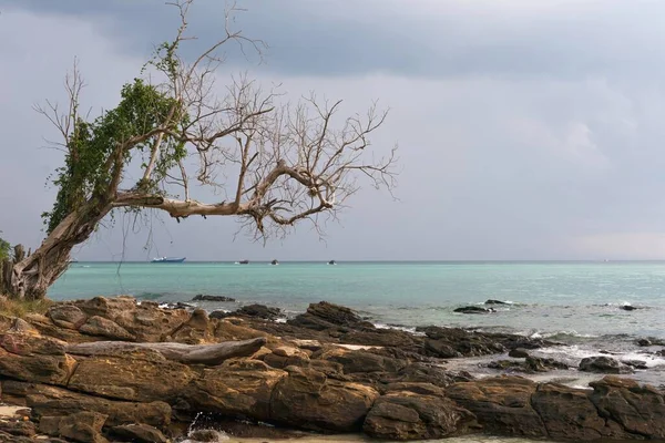 Viejo Árbol Isla Koh Phi Phi Tailandia Asia —  Fotos de Stock