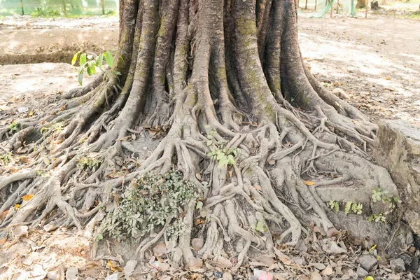 Árvore Mrauk Myanmar Ásia — Fotografia de Stock