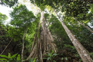 Kaplan Mağarası Tapınağı 'ndaki büyük ağaçlar Wat Tham Seua Krabi Tayland ve Asya