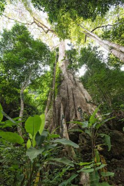 Kaplan Mağarası Tapınağı 'ndaki büyük ağaçlar Wat Tham Seua Krabi Tayland ve Asya