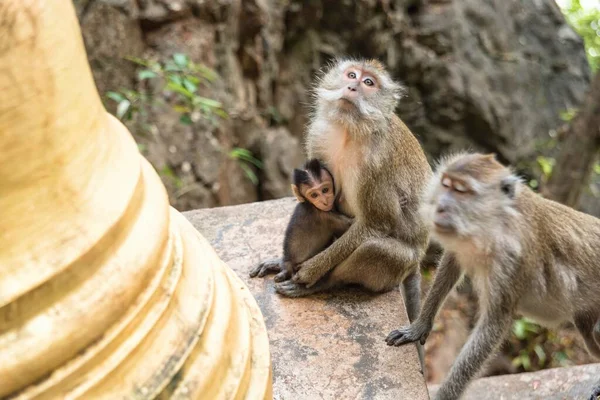 Aap Die Een Baby Vasthoudt Tijgergrot Tempel Krabi Thailand Azië — Stockfoto