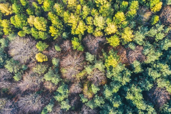 Wald Atumn Dabrowa Gornicza Schlesien Polen Luftdrohne Von Oben Nach — Stockfoto