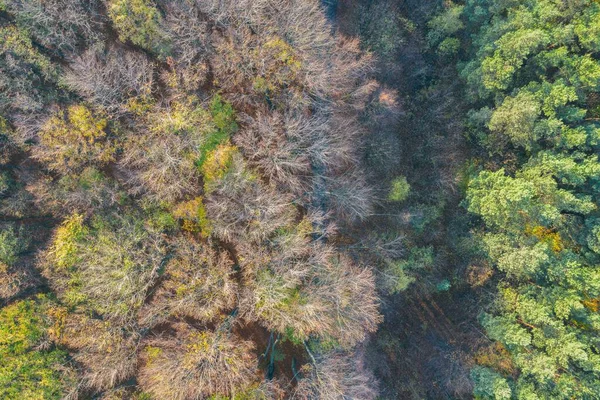 Les Podzimu Dabrowě Gornicza Slezsko Polsko Letecký Dron Shora Dolů — Stock fotografie
