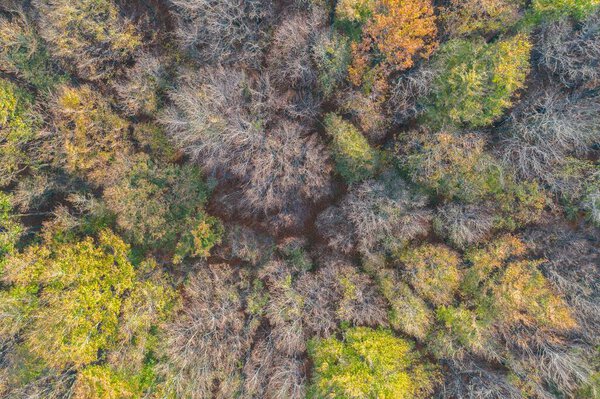 Forest in atumn in Dabrowa Gornicza Silesia Poland aerial drone top down photo