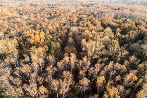 Las Jesienią Jesienią Śląsku Zdjęcia Dronów Lotniczych — Zdjęcie stockowe