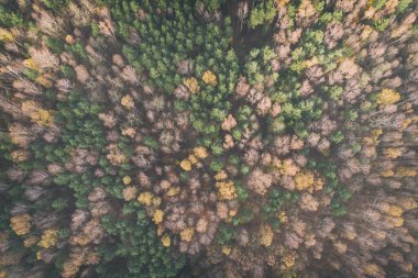 Sonbahar, sonbahar, sonbahar, Silezya Polonya 'daki renkli ağaçların insansız hava aracı fotoğrafı.