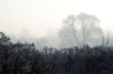 Sonbaharda buzlu çayır, sonbahar mevsimi sabah Sosnowiec Silesia Polonya