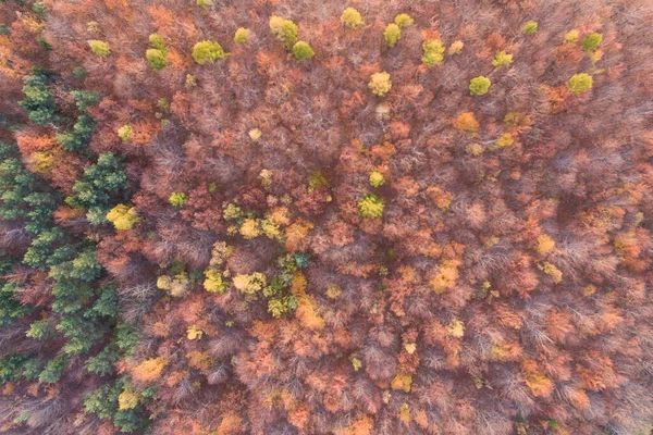 Drone Aéreo Foto Floresta Outono Época Outono Árvores Coloridas Silésia — Fotografia de Stock