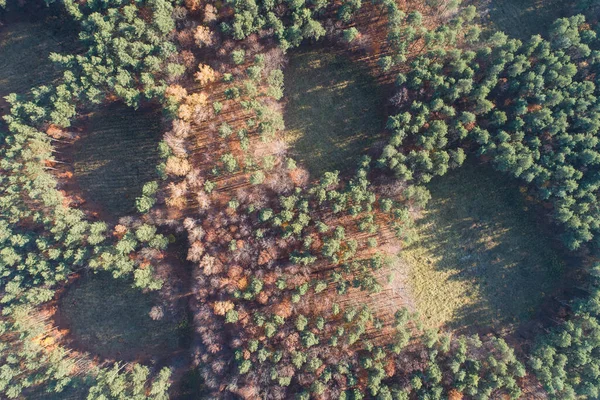 Drone Aéreo Foto Floresta Outono Época Outono Árvores Coloridas Silésia — Fotografia de Stock