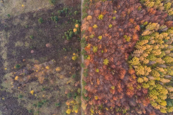 Dron Lotniczy Zdjęcie Lasu Jesienią Jesienią Kolorowe Drzewa Śląsku Polska — Zdjęcie stockowe