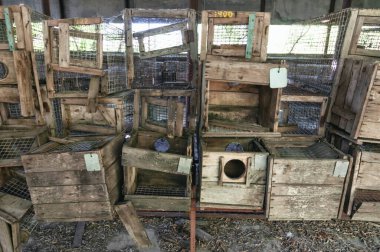 Pripyat, Çernobil Yasak Bölge 'deki Hidrobiyoloji Hayvan Binası Laboratuvarı. Ukrayna Sovyetler Birliği 'nde Çernobil Nükleer Santrali Yabancılaşma Bölgesi