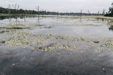 Kamboçya 'daki Angkor wat tapınağı kompleksi, Asya' daki Siem Reap Budist tapınağı