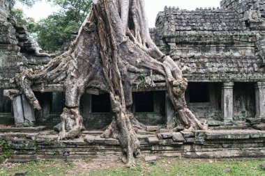 Kamboçya 'daki Angkor wat tapınağı kompleksi, Asya' daki Siem Reap Budist tapınağı