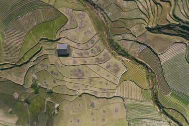 Pirinç tarlaları, pirinç tarlaları Paddy Sa Pa Lao Cai Vietnam 'da.