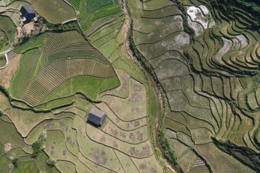 Pirinç tarlaları, pirinç tarlaları Paddy Sa Pa Lao Cai Vietnam 'da.