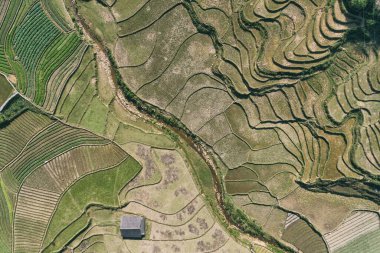 Pirinç tarlaları, pirinç tarlaları Paddy Sa Pa Lao Cai Vietnam 'da.