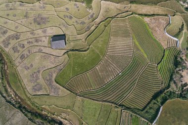 Pirinç tarlaları, pirinç tarlaları Paddy Sa Pa Lao Cai Vietnam 'da.