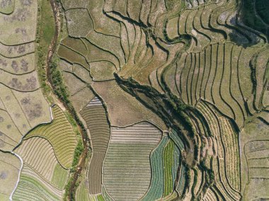 Pirinç tarlaları, pirinç tarlaları Paddy Sa Pa Lao Cai Vietnam 'da.