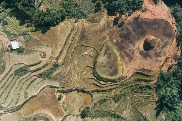 Campos Arroz Terraza Arroz Paddy Lao Cai Vietnam Asia Aerial — Foto de Stock