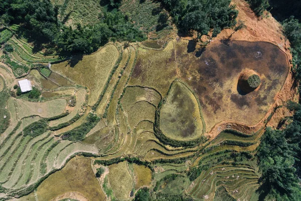 Campos Arroz Terraza Arroz Paddy Lao Cai Vietnam Asia Aerial — Foto de Stock