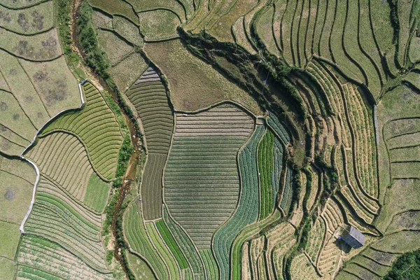 Rice Fields Rice Terrace Paddy Lao Cai Vietnam Asia Aerial — стокове фото