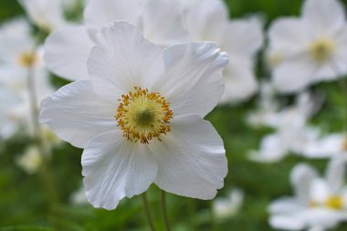 Bulanık çiçekli, yapayalnız beyaz şakayık çiçeği.