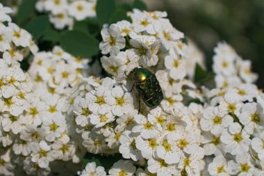 Büyük açık yeşil böcek beyaz spirea çiçeğinin üzerinde bulanık çiçekli arka planda.