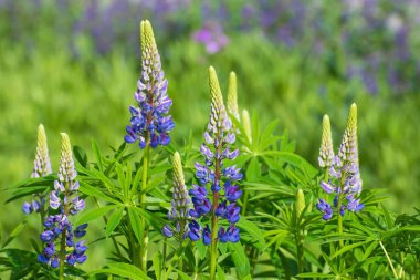Bulanık çiçek arkaplanındaki mavi lup çiçekleri.