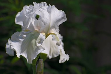 Koyu yeşil çiçekte yalnız beyaz iris çiçeği. Fotokopi alanı olan bulanık çiçek arkaplanı.