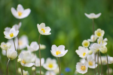 Bulanık açık yeşil arka planda güzel beyaz şakayık çiçekleri