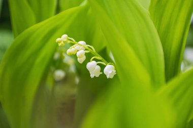 Güzel beyaz zambak çiçekleri ve açık yeşil yapraklar.