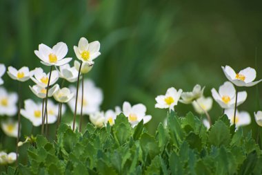 Güzel beyaz şakayık çiçekleri ve küçük siyah örümcek ve figür yaprakları fotokopi alanı ile bulanık çiçek arka planında.