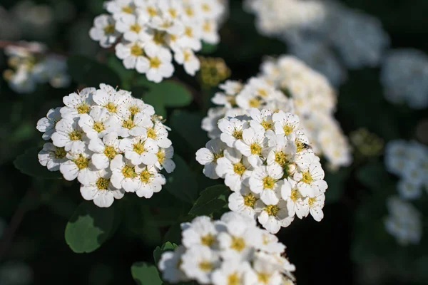 Sprig Από Λευκά Μικρά Λουλούδια Spirea Στο Πολύχρωμο Φόντο Λουλουδιών — Φωτογραφία Αρχείου
