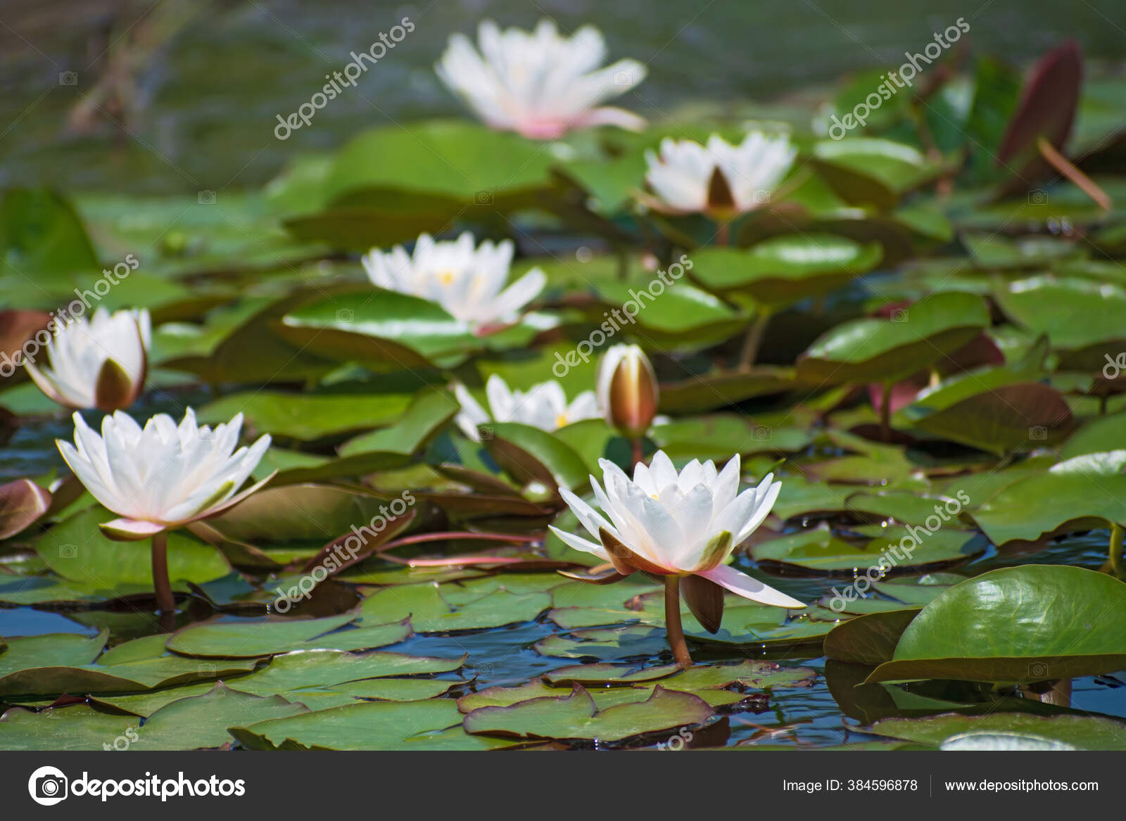 Kolam Dengan Banyak Bunga Air Putih Yang Indah Dan Daun Stok