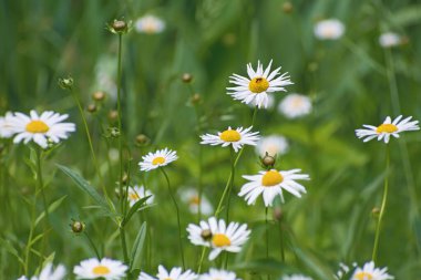 Bulanık yeşil çiçekli, güzel, vahşi papatya çiçekleri. Bahar ya da yaz zamanı