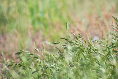 Güneşli yaz gününde bir sürü güzel, beyaz, sulu çiçekli ve yeşil yapraklı gölet.