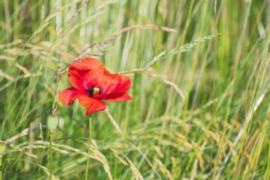 Parlak kırmızı gelincik çiçeği yeşil çimenlerin ve sivri dikenlerin arasında güneşli bir günde bulanık çiçek arkaplanında