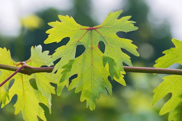 Weinrebe Mit Frisch Geformten Grünen Traubenblättern Nahaufnahme Auf Verschwommenem Floralen — Stockfoto