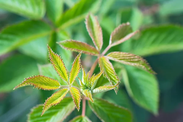 Zweig Der Tau Beere Frische Grüne Blätter Mit Rotem Rand — Stockfoto