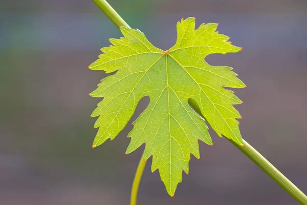 Vine Egy Friss Ábrás Zöld Szőlő Levél Közelkép Elmosódott Fény — Stock Fotó