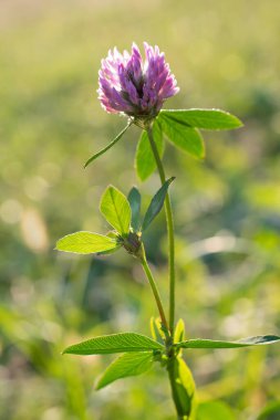 Bulanık arkaplanda, güneşte pembe yonca tozu.