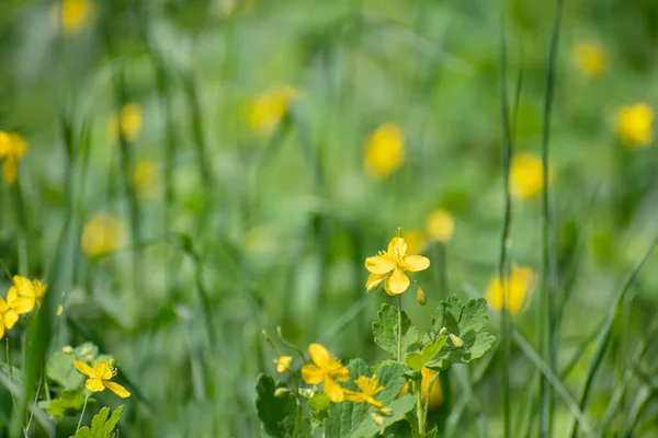 Pequenas Flores Silvestres Amarelas Fundo Embaçado Verde Amarelo — Fotografia de Stock