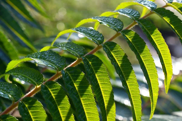 Güneşli Yakın Planda Yağmur Damlalarında Yeşil Uzun Yapraklar Dalları — Stok fotoğraf