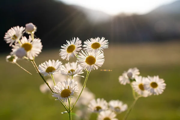 Branch White Chamomile Flowers Web Sun — Stock Photo, Image