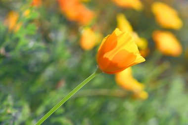 Mavi arka planda yalnız kırmızı çiçek. Bahar ya da yaz zamanı