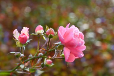 Çok renkli bokeh 'in içindeki pembe gül filizi. Sonbahar zamanı