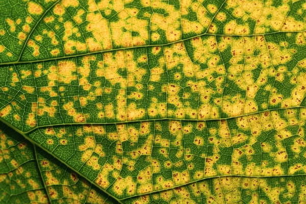 Жовто Зелений Лист Крупним Планом — стокове фото