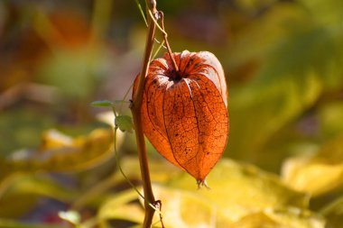 Bulanık renkli arka planda turuncu bir filizlenme.