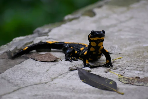 Black Yellow Salamander Gray Concrete Floor — Stock Photo, Image