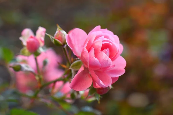 Kwiat Różowej Róży Wielobarwnym Niewyraźnym Tle — Zdjęcie stockowe